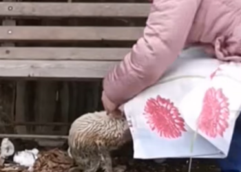 T1501008 Cold ground, broken strength, and a heart that refused to stop beating.