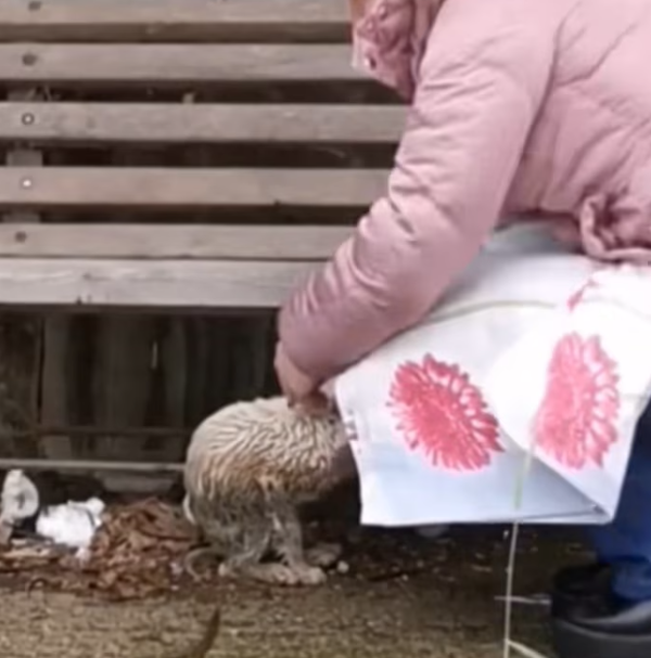 T1501008 Cold ground, broken strength, and a heart that refused to stop beating.