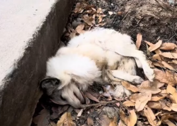 T1501009 He tried to stand… failed… then tried again. Because surrender wasn’t an option.