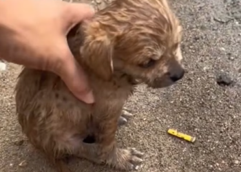 T1501011 Shaking, wounded, and alone—but still brave enough to ask for help.