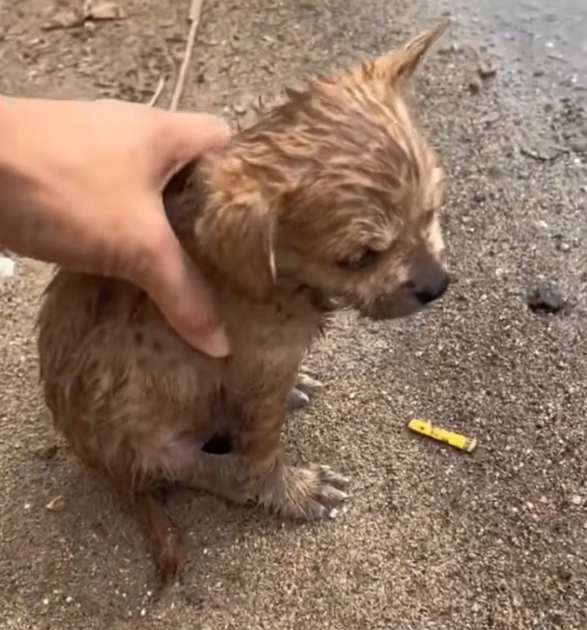 T1501011 Shaking, wounded, and alone—but still brave enough to ask for help.