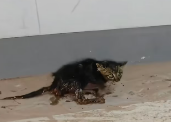 T0501014 Abandoned without answers, surrounded by danger.