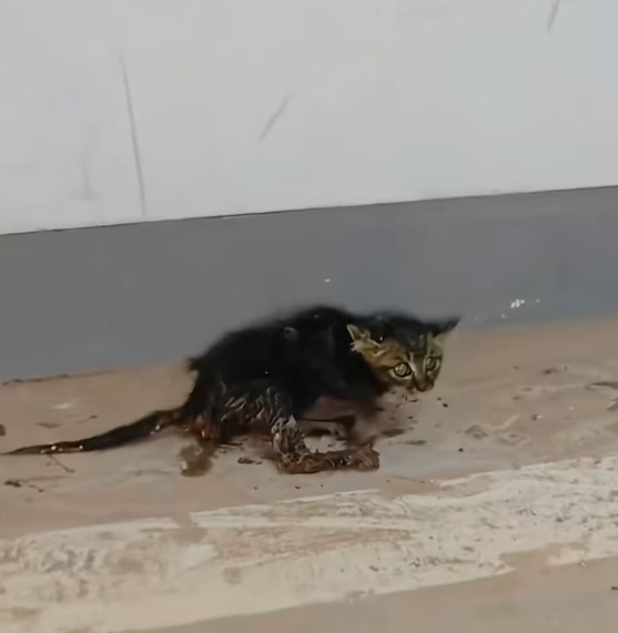 T0501014 Abandoned without answers, surrounded by danger.