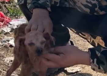 T1501012 Every scar carried a memory of survival, not weakness.