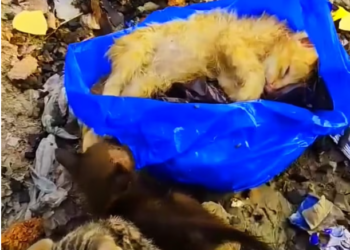 T1501013 The world stepped over him, but life hadn’t let go yet.