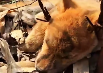 T1501015 Abandoned, exhausted, yet still waiting for someone kind enough to stop.