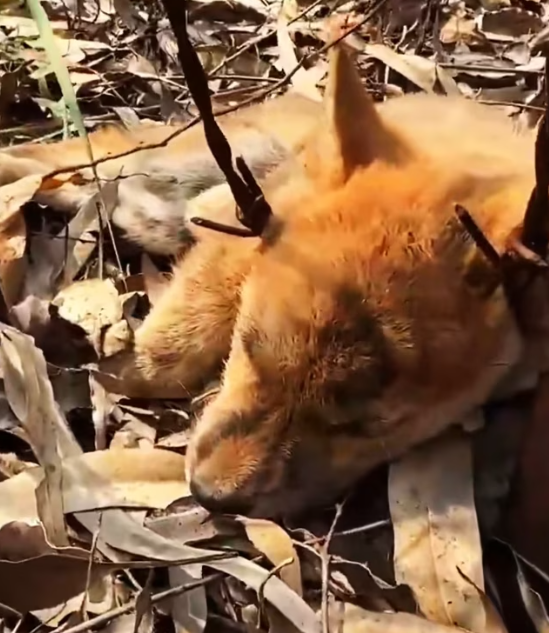 T1501015 Abandoned, exhausted, yet still waiting for someone kind enough to stop.