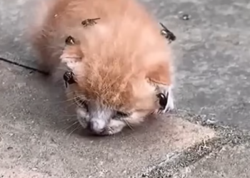 T1501016 Each breath came with pain, but he kept breathing anyway.