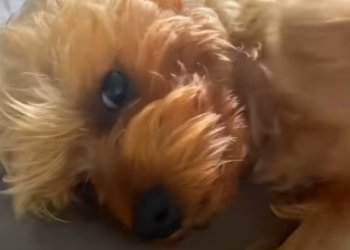 T1501017 He didn’t know rescue was possible—only that staying alive hurt less than giving up.