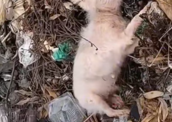 T1501018 Trembling on the edge of life, hoping someone would notice before it was too late.