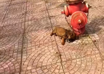 T1501019 Even broken, his eyes still searched for compassion.