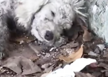 T1501020 This is what silence looks like when no one comes to help.