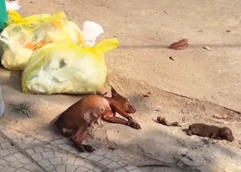 T1501021 Weak legs, aching body, but a heart that hadn’t quit yet.