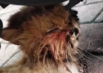 T0501015 The world kept moving… he couldn’t.