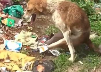 T1501022 He cried not for food… but for someone to care.