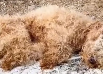 T1501025 He waited… because sometimes waiting is the last form of hope.