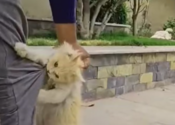 T1501026 Forgotten by the world, remembered only by pain.