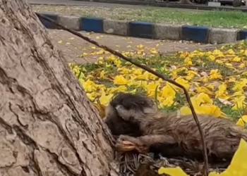 T1501029 No one taught him how to suffer—he learned by living.