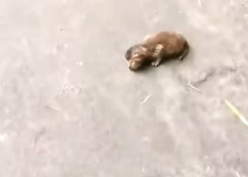 T1501030 His eyes begged louder than his broken voice ever could.