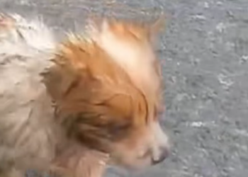 T1501031 Injured, scared, and still trying to trust again.