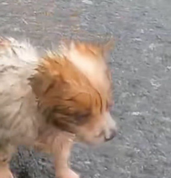 T1501031 Injured, scared, and still trying to trust again.