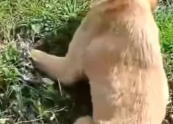 T1501032 He didn’t ask for much—just a chance to live.