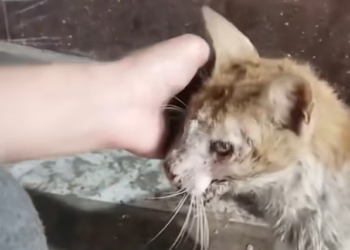 T1501034 Every scar told the truth about how hard he tried to survive.