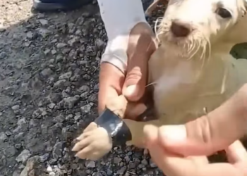 T1501035 He cried into the night, hoping someone would finally hear.