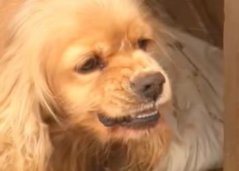 T1501037 His body was weak, but his hope hadn’t died yet.