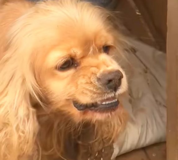 T1501037 His body was weak, but his hope hadn’t died yet.