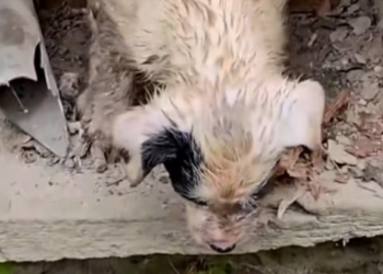 T1501039 Sometimes survival means enduring one more painful second.