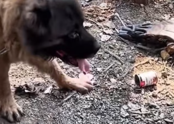 T1901001_A trembling dog sat alone, ignored by everyone… until one moment changed his fate 💔 #dogrescue #pooranimals #animalrescue #kindness