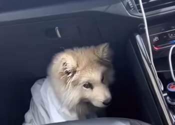 T1901003_Thrown away like trash, hidden in a dark trunk… what happened next left everyone in tears 🥺 #rescueanimals #miracle #animalrescue #hope