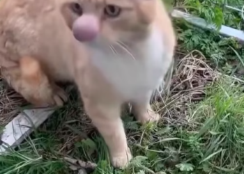 T1901006_A strange face, a painful life, and a silent cry for help… this cat deserved another chance 💔 #catrescue #animalcare #kindpeople