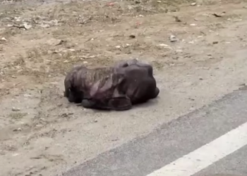 T1901007_Abandoned, sick, and barely recognizable… many turned away, but someone chose compassion 🥺 #dogrescue #animalhealing #hope