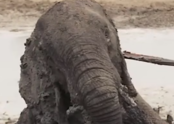 T1901008_Stuck deep in mud, exhausted and terrified… real heroes didn’t look away that day 💔 #animalrescue #wildliferescue #heroes