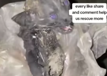 T1901009_Whispers of pain echoed in the dark… would love answer this lonely cry? 😢 #catrescue #animalstory #hope