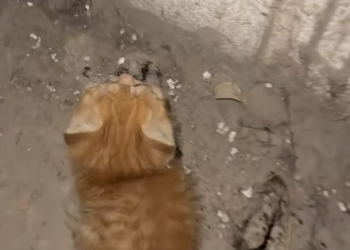 T1901011_A tiny kitten changed my life the moment I saved hers… some rescues save us too 🥺 #kittenrescue #animallove #hope