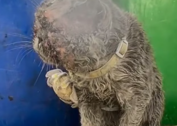 T0501018 He stayed still, hoping pain would pass.