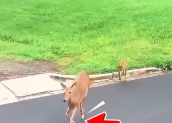 T1901013_With a broken leg and fading strength, this mother chose to trust humans one last time 💔 #wildliferescue #animalstory #hope