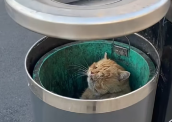 T1901016_Abandoned and confused, this cat followed me as if asking for help… I couldn’t walk away 😢 #catrescue #animalstory