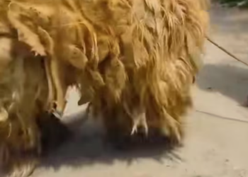 T1901015_Matted, scared, and forgotten… but love can transform even the most broken souls 💔 #dogrescue #animaltransformation