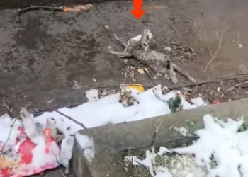 T1901017_On a freezing snowy day, a weak cry led me to a life hanging by a thread 💔 #animalrescue #winterrescue