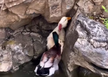 T1901018_Bullied and cornered by its own kind, this duck had nowhere to go… until someone stepped in 🥺 #animalrescue #kindness