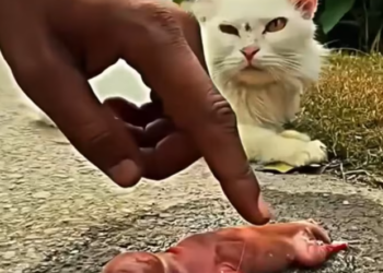 T1901020_A mother’s eyes pleaded for her premature baby… I followed her without hesitation 💔 #catrescue #animalinstinct