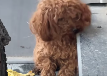 T1901021_Cold, alone, and forgotten in a corner… this dog had almost given up hope 🥺 #dogrescue #animalstory