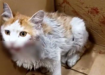 T0501019 Lost, injured, and forgotten by the world.