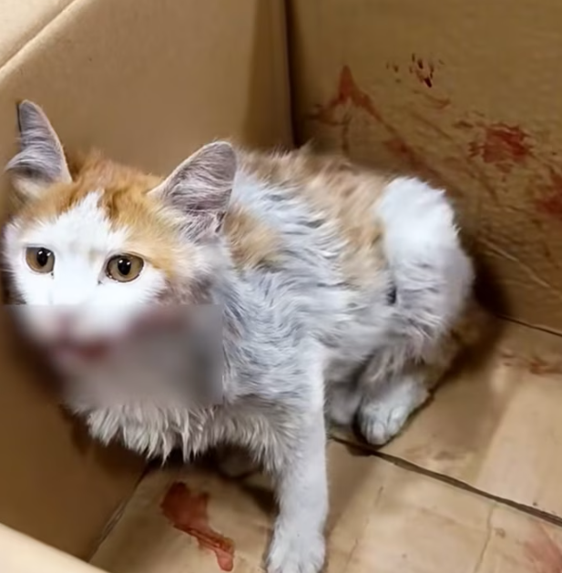 T0501019 Lost, injured, and forgotten by the world.