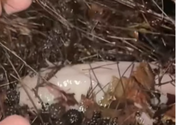 T1901023_Abandoned and overlooked, this tiny creature was fighting to survive silently 💔 #animalrescue #saveanimals