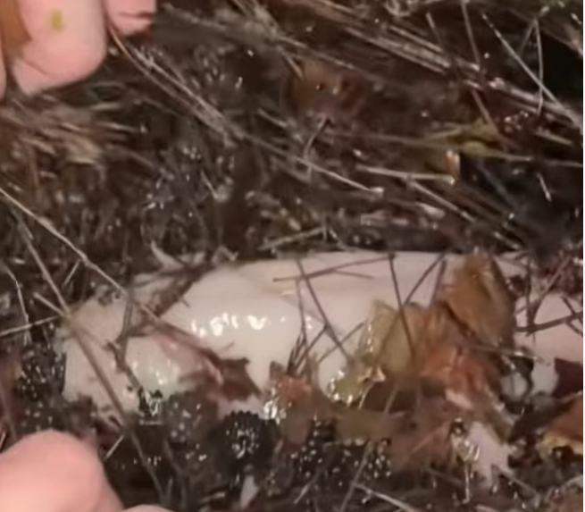 T1901023_Abandoned and overlooked, this tiny creature was fighting to survive silently 💔 #animalrescue #saveanimals